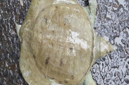 甲鱼可以直接用自来水养吗,甲鱼在水里多久出来吐气