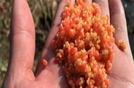 钓花鲢鱼时如何配饵，根据花鲢鱼的习性