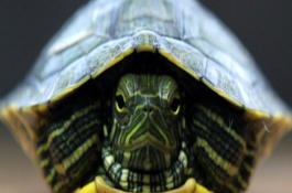 巴西龟吃什么，巴西龟的食性