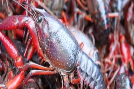 小龙虾一斤多少钱,小龙虾养殖前景怎么样