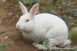 獭兔养殖前景如何,獭兔形体均匀毛绒丰厚