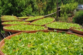 茶叶加工设备有哪些,茶叶烘干机械