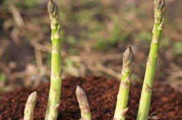 种植蔬菜时,水浇不透,后果如何,不宜大水漫灌