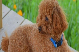 泰迪的别名叫什么，泰迪犬多少钱一只