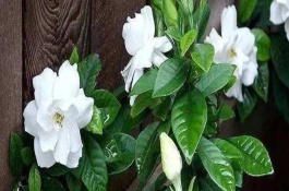 栀子花有芽该怎么施肥，植株健康合理施肥