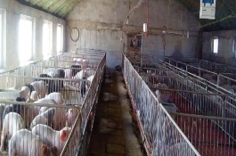 散养猪猪舍怎么建，猪舍建设有什么标准