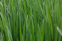 冬天种什么农作物，冬天一般可种植冬小麦