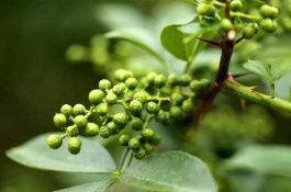 辣椒和藤椒有什么区别,如何选购优质花椒
