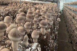香菇产地在哪里，香菇适宜生长的环境
