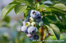 蓝莓一斤多少钱，蓝莓种植前景怎么样
