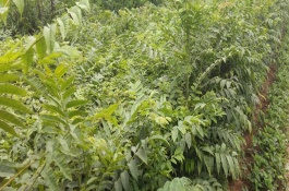 香椿树苗种植技术,香椿苗的分株繁殖