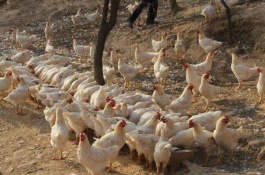 庄河大骨鸡一斤多少钱,庄河大骨鸡多少钱一斤