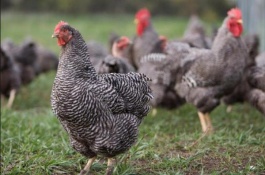 介绍特种鸡养殖项目，这些特种鸡养殖前景良好