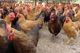 在农村做什么赚钱又多