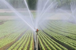 冬季农作物水肥管理，浇水不宜过多