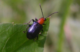 竹节虫真的有毒吗，竹节虫分布在哪里