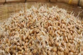 春季畜禽应补饲发芽饲料,采用禾谷类作物的籽实作为原料