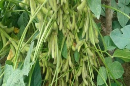 徐豆25大豆品种介绍，产量表现及适宜种植地