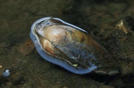 圆顶珠蚌产自哪里,圆顶珠蚌产地分布圆顶珠蚌生活在水中