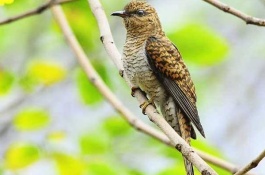 杜鹃有哪些常见品种