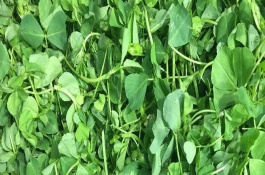 什么是金花菜,金花菜价格多少钱一斤