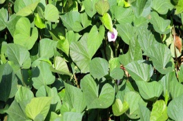 菜用红薯叶种植方法，菜用红薯叶可搭建支架种植