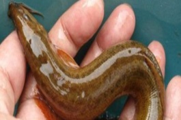 养泥鳅需要多少成本，泥鳅养殖有什么好处