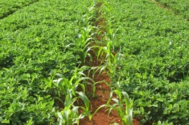 中华水韭是国家一级保护植物,人工种植的中华水韭和普通韭菜有什么区别