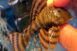 红老虎鱼能长多大，红老虎鱼怎么养