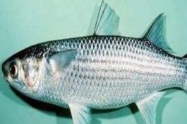 野生乌头鱼垂钓时间在什么时候，乌头鱼最佳垂钓时间在什么时候