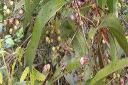 中药“土茯苓”价格多少钱一斤，土茯苓介绍
