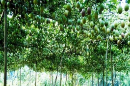 百香果亩产量一般多少斤，百香果的种植方法
