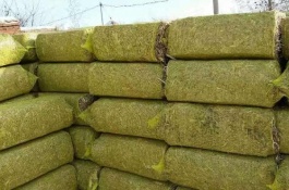 每天吃多少饲料，50斤小猪，小猪不吃奶的原因是什么