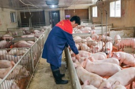 母牛产犊后不反刍怎么办，改变饲料投喂方式
