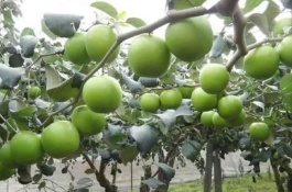 一斤石榴多少钱，石榴种植前景分析