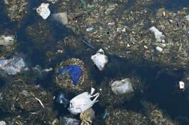 妃子笑荔枝苗多少钱,妃子笑荔枝种植赚钱吗