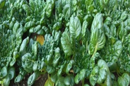 乌塌菜什么时候播种