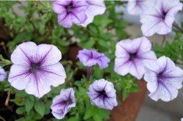 牵牛花有哪些常见品种，牵牛花有哪些常见品种