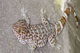 蛤蚧养殖方法，蛤蚧价格多少钱一只