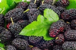 荔枝是什么特产,荔枝有哪些品种呢