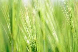 小满节气是什么意思，小满的气候特点