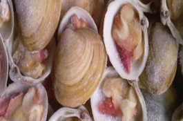 北极贝产地在哪里,北极贝养殖前景分析