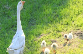 养1000只鹅成本多少钱,养1000只鹅能赚多少钱