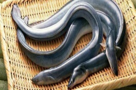 鳗鱼怎么杀，杀鳗鱼的技巧