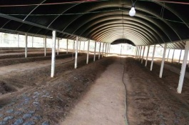 地龙一斤多少钱,养殖地龙赚钱吗