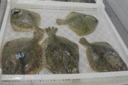 多宝鱼是海鱼还是淡水鱼，多宝鱼是海鲜吗