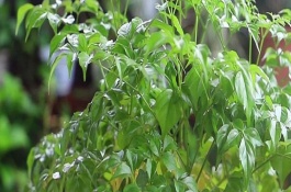 幸福树的修剪方法，幸福树生长条件