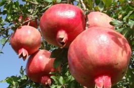 有哪些品种的无限生长型辣椒