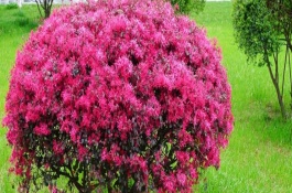 红花继木的种植技术，红花继木的繁殖方式