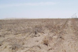 沙土地适合种什么